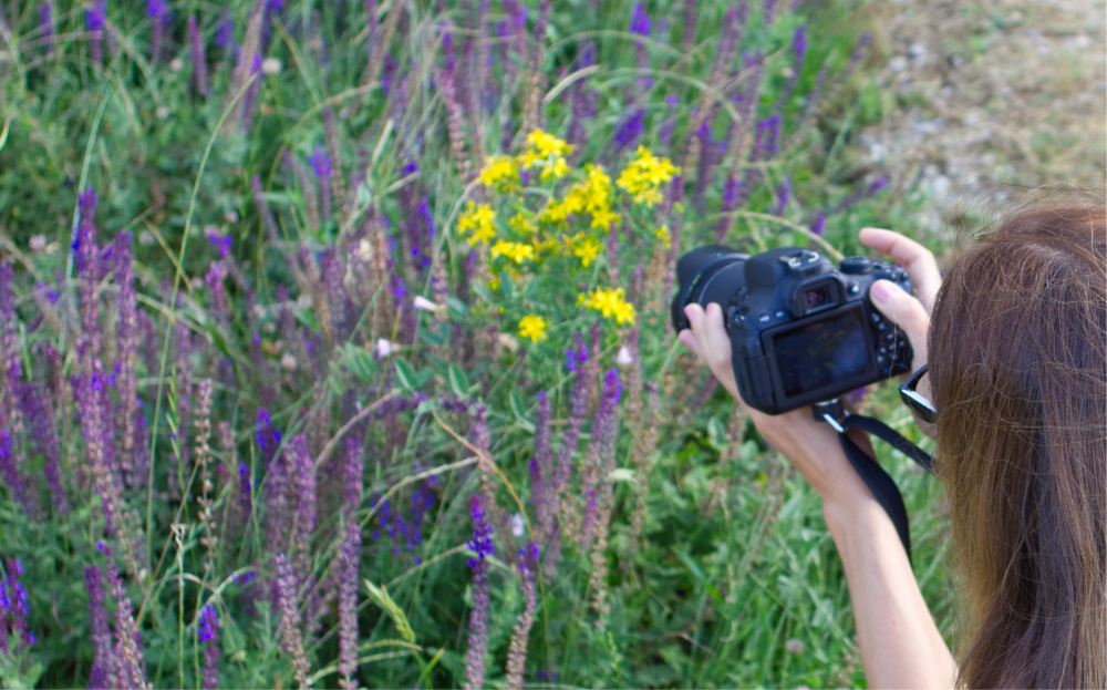 Blumenwiese